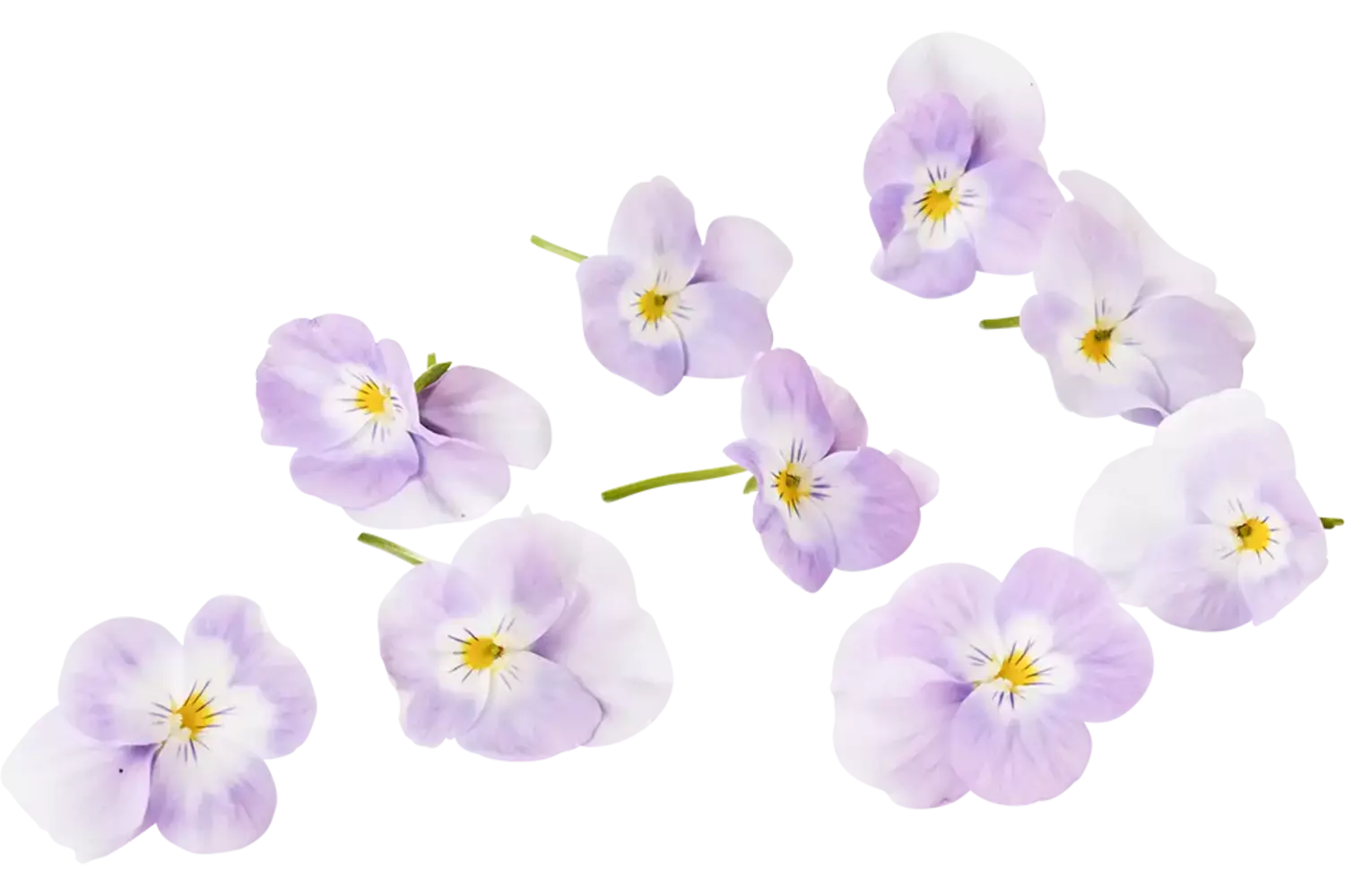 Eetbare bloem Viooltjes lila 22st. stuk